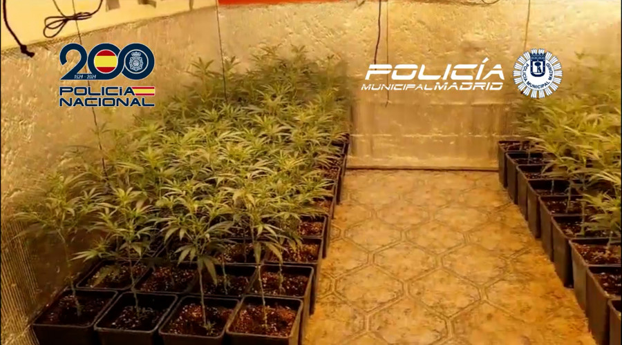 26 DETENIDOS, 16.000€ Y 1.160 PLANTAS INCAUTADAS POR LA POLICÍA
