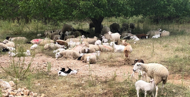 El Gobierno de Castilla-La Mancha ha decidido levantar la inmovilización del ganado en la práctica totalidad de la región