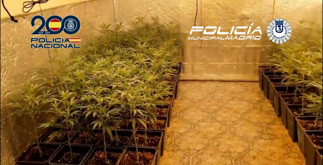 26 DETENIDOS, 16.000€ Y 1.160 PLANTAS INCAUTADAS POR LA POLICÍA